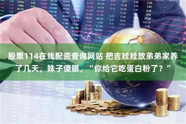 股票114在线配资查询网站 把吉娃娃放弟弟家养了几天，妹子傻眼，“你给它吃蛋白粉了？”