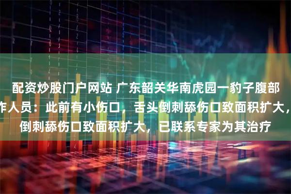 配资炒股门户网站 广东韶关华南虎园一豹子腹部现肉眼可见大洞，工作人员：此前有小伤口，舌头倒刺舔伤口致面积扩大，已联系专家为其治疗