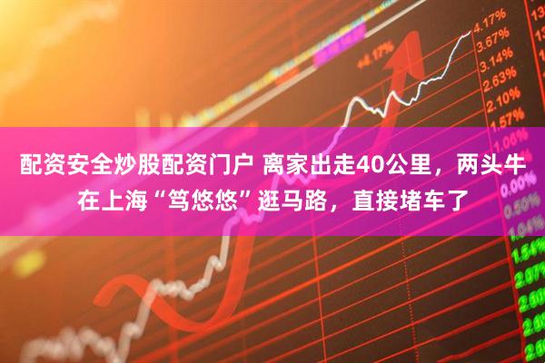 配资安全炒股配资门户 离家出走40公里，两头牛在上海“笃悠悠”逛马路，直接堵车了
